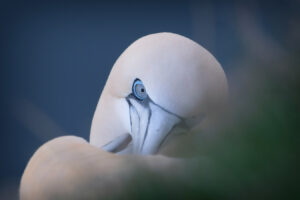 Bempton Cliffs